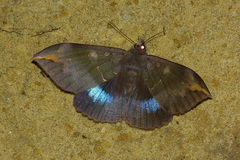 Ischyja ferrifracta