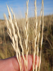 Elymus albicans