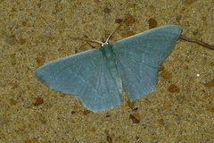 Pelagodes proquadraria