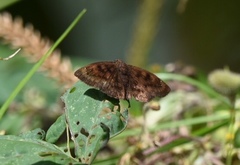 Pellicia dimidiata