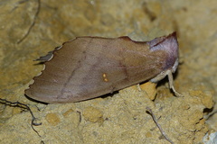 Euhampsonia cristata