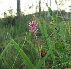 Castilleja elata