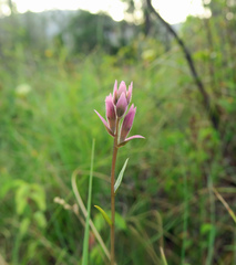 Castilleja elata