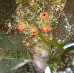 Pyura chilensis