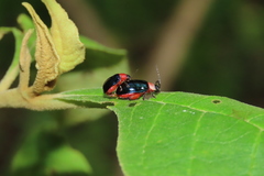 Alagoasa ceracollis