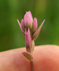 Castilleja elata