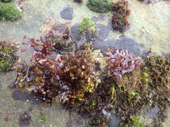 Ahnfeltiopsis devoniensis