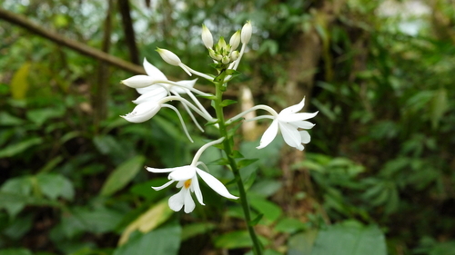 Calanthe sylvatica