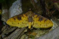 Pachynoa sabelialis