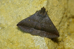 Hadennia obliqua