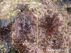 Ahnfeltiopsis devoniensis