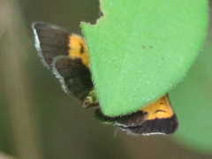 Pyrausta bicoloralis