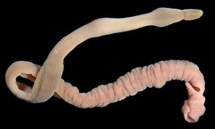 Cerebratulus
