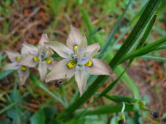 Moraea vegeta