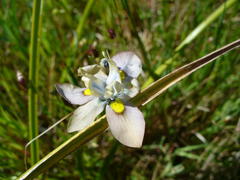 Moraea vegeta