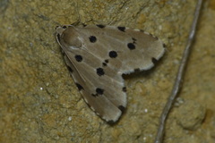 Metaemene atrigutta maculata