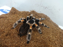 Brachypelma hamorii
