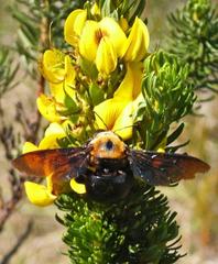 Cyclopia pubescens