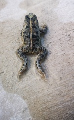 Incilius marmoreus