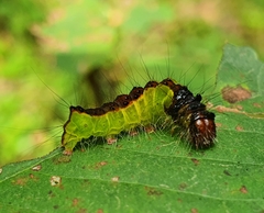 Acronicta strigosa