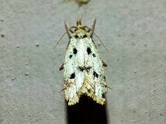 Autosticha calceata