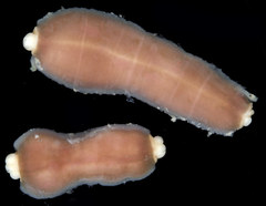 Cerebratulus