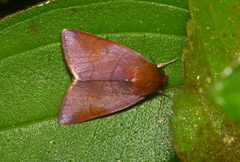 Xenochroa internifusca