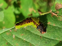 Acronicta strigosa