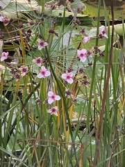 Butomus umbellatus