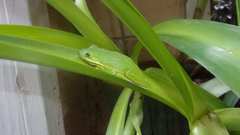 Hyla cinerea