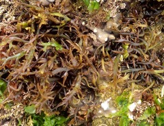 Chondracanthus teedei