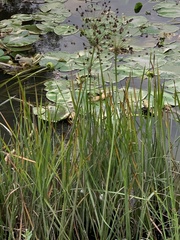 Butomus umbellatus