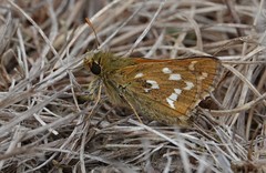 Hesperia comma laurentina