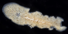 Notoplana
