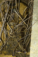 Lycodon rufozonatus walli