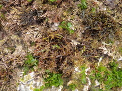 Chondracanthus teedei
