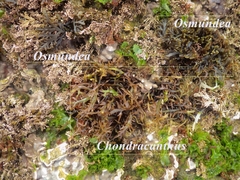 Chondracanthus teedei