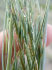 Elymus albicans