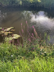 Lythrum salicaria