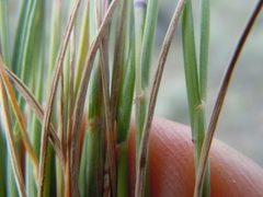 Elymus albicans