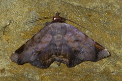 Mecodina albodentata
