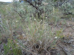 Elymus albicans