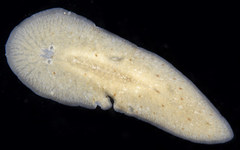 Notoplana