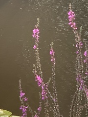 Lythrum salicaria