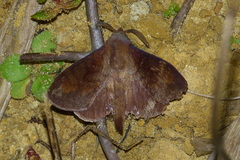 Dendrolimus punctata