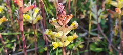Lachenalia trichophylla