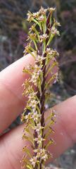 Struthiola eckloniana