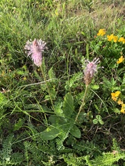 Plantago media