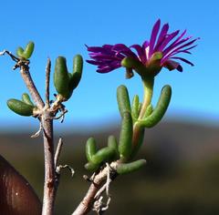 Delosperma pageanum