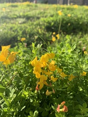 Lotus corniculatus